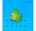 YELLOW TANG CAPTIVE BRED